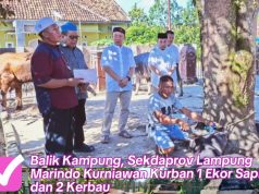 Balik Kampung, Sekdaprov Lampung Marindo Kurniawan Kurban 1 Ekor Sapi dan 2 Kerbau